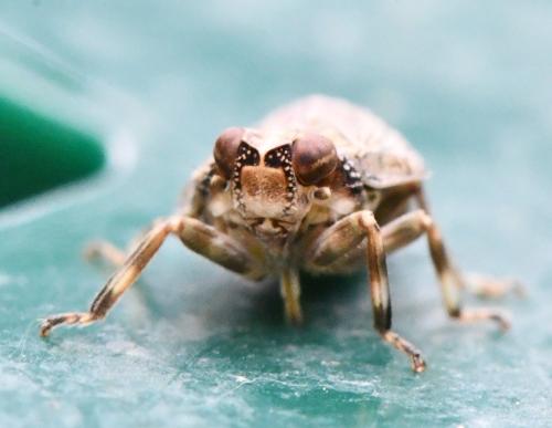 Issus coleoptratus